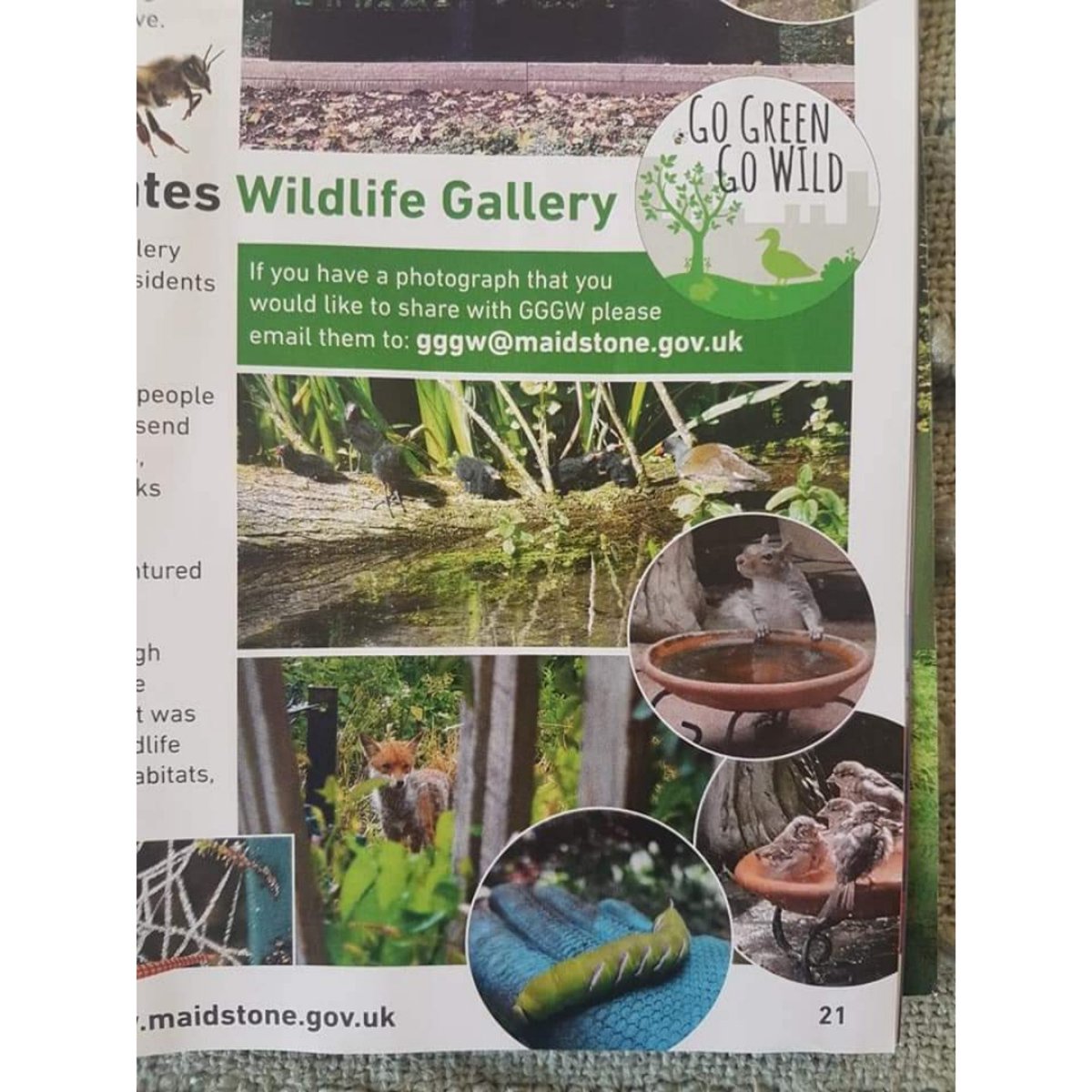 angel_rose_uk's tweet photo. I was thrilled to find my photo of a young fox had been published in the Winter Edition of the Maidstone Borough Council Insight magazine. I submitted the photo as part of the #GoGreenGoWild campaign to showcase the wildlife emerging in our community during lockdown. https://t.co/KzslrQlgOR
