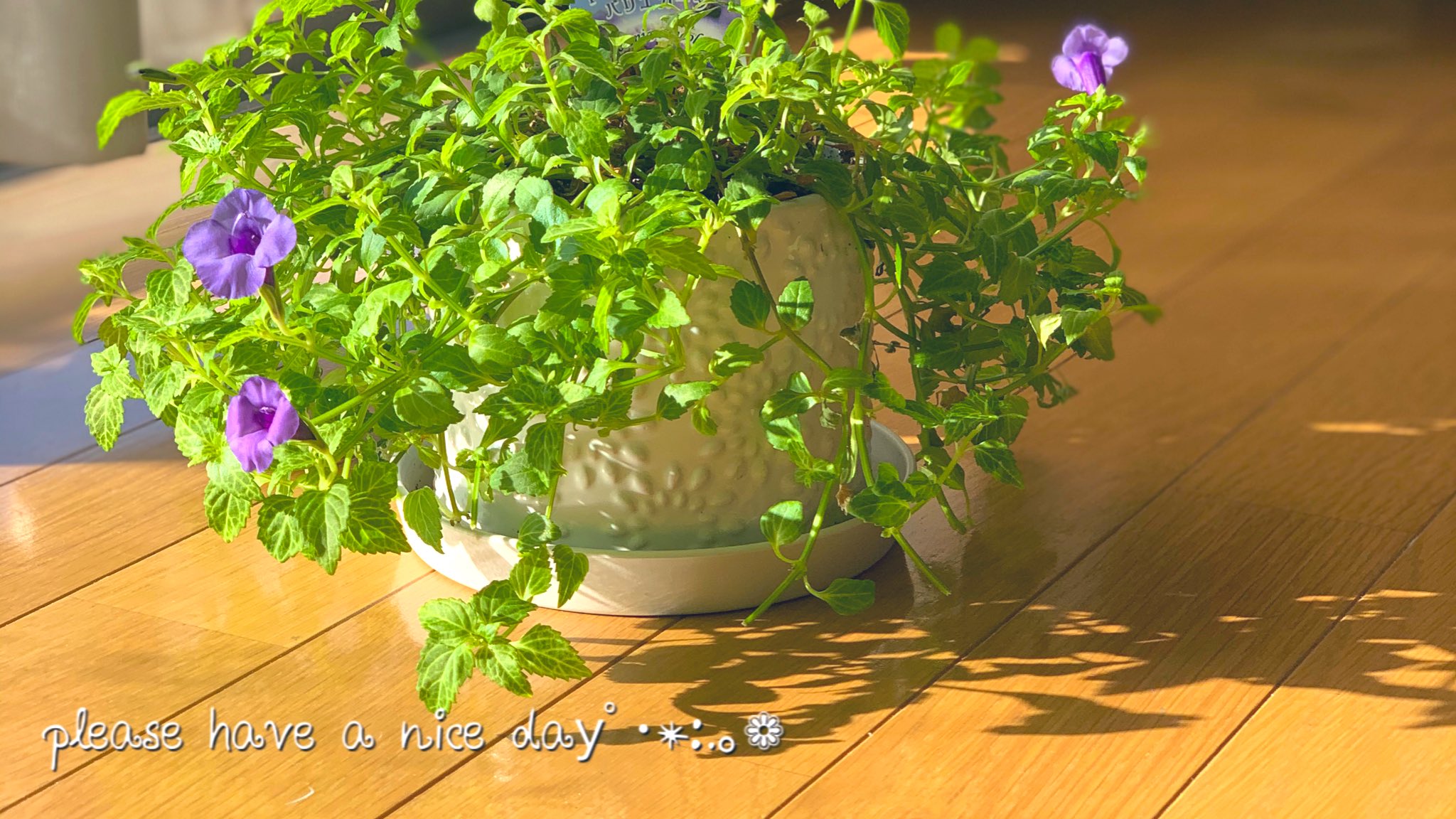 月の散歩 皆様おはようございます ﾟ 好きな人と一緒に 好きな事に夢中になる 楽しさも好きも倍増する 今日も良き一日をﾟ いつもありがとう 笑顔 トレニアコンカラーバリエガータ