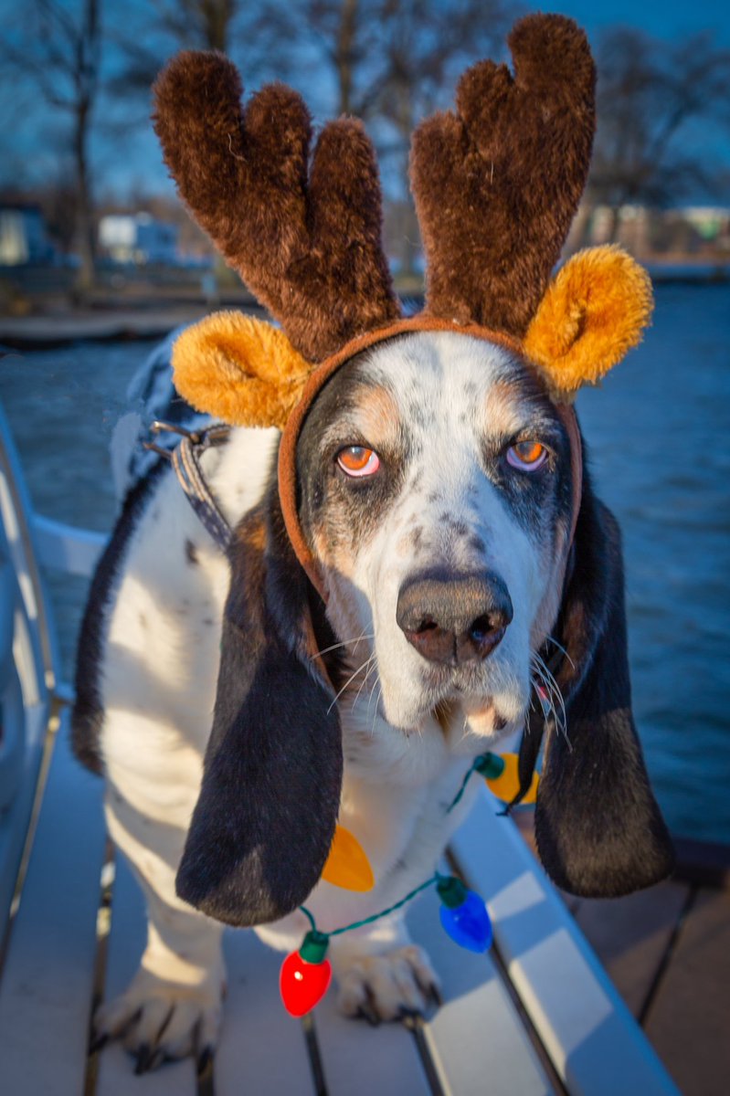 protectingblue's tweet photo. Somebody was not happy about having his Christmas photo taken! #protectingtheblue #bassethound #boudreaux #reallymom #becarefuloutthere https://t.co/EP3KmKoGEO