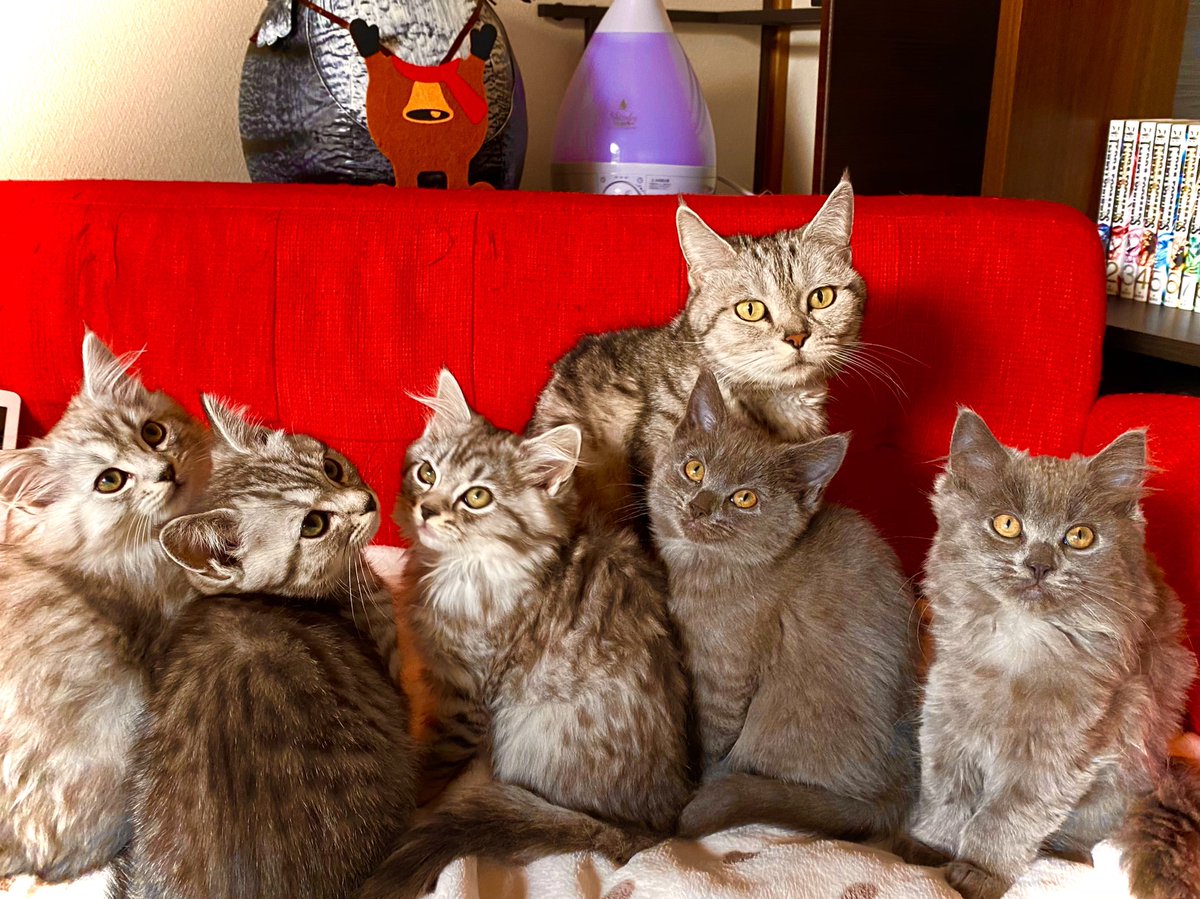 猫カフェ F Non Fnon Twitter 猫カフェ F Non Fnon Twitter