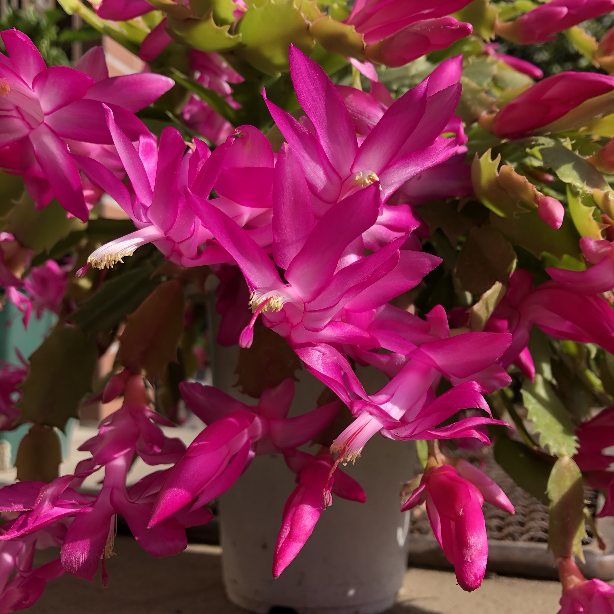 تويتر ひで 3 على تويتر おはようございます シャコバサボテンの花が咲いています 花言葉は 一時の美 美しい眺め T Co Iy79muy5aw