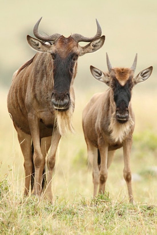 Another helpful thread on the new COVID UK variant. I think this is "just" for the new variant. Not the new-new one.  https://twitter.com/BillHanage/status/1341857733633581063?s=19