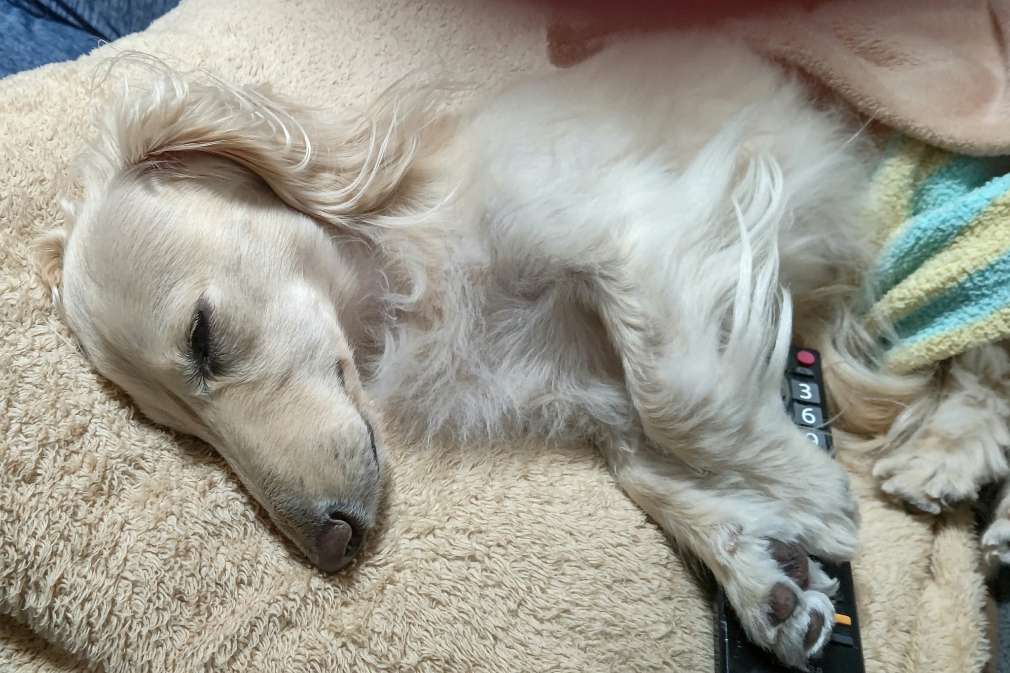 のんの かわいい寝顔 カニンヘンダックス カニンヘンダックスフンド ミニチュアダックスフンド 犬のいる暮らし 犬好きさんと繋がりたい 寝顔 T Co Egytqe19co Twitter