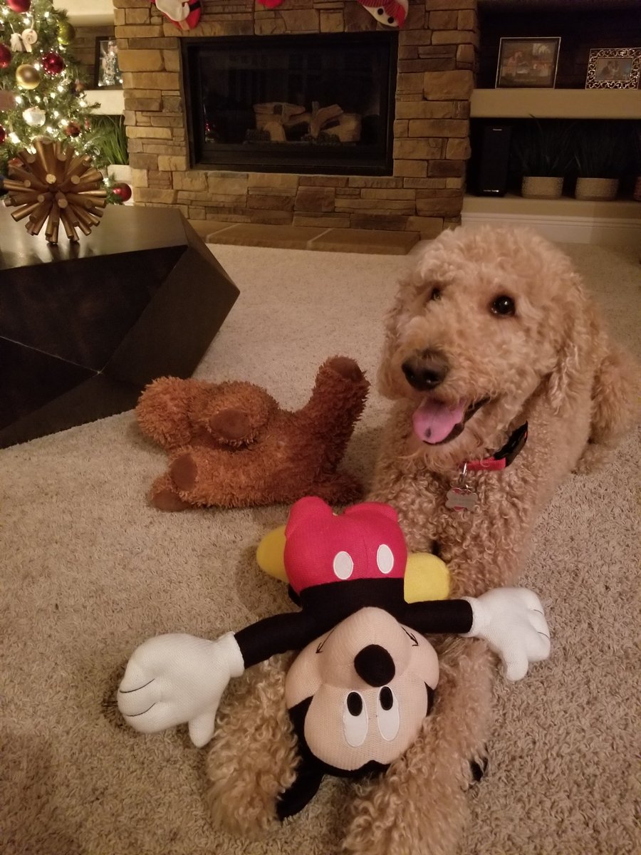 Somebody got a Mickey for Christmas #FloridaDog #DogsOfTaxTwitter