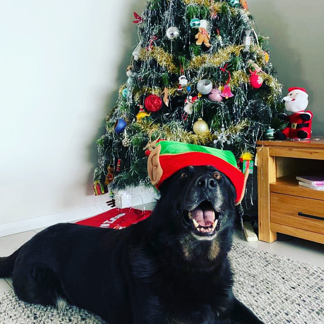 WAPoliceCanine tweet media