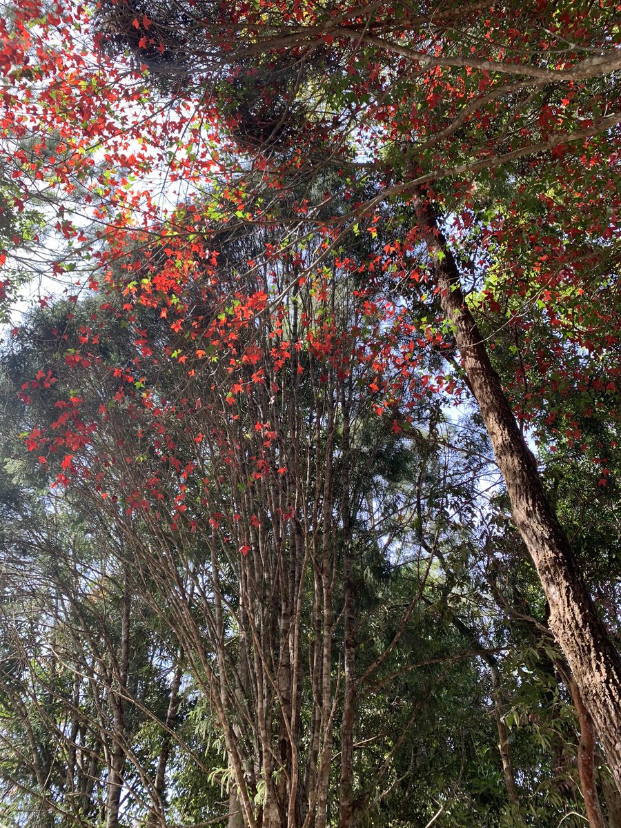 JahoCo's tweet photo. @RichardBarrow #MyThailandBucketList Pru Kradeung. Amazing https://t.co/TF0AqRh9LF