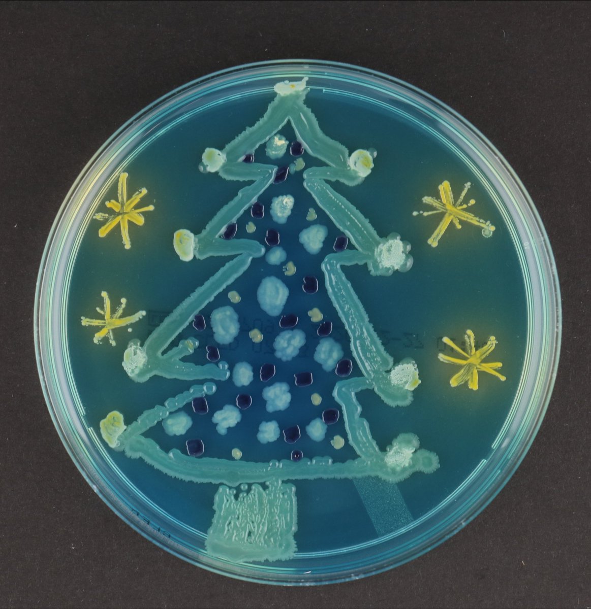 TBacteriology's tweet photo. Our unit wishes everyone Happy Holidays. We thank all our colleagues, collaborators, funders & students for making this year as bearable as possible. Let's continue great reseach and try to tackle #AMR & bacterial infections in 2021 together #agarart #amrart https://t.co/LpDkFq5vwQ