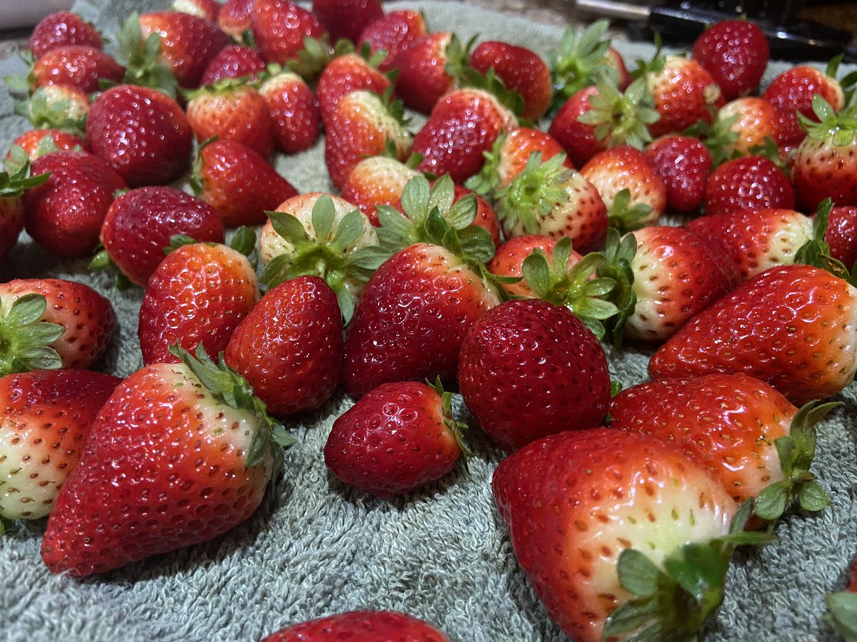 morganapinky's tweet photo. Beautiful day for some strawberry picking! #strawberries #flgrown #floridaag https://t.co/8hAdLlIU59