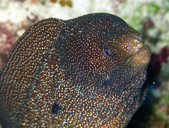 MyAquariumDepot's tweet photo. Yellowmouth moray eel by NOAA Photo Library License = Attribution 12.23.2020
#saltwateraquarium #sealife
#reefporn #zoanthids #reefpack
#reefaquarium #hardcoral #pods
#softies #reeftanks #redslime
#jellyfish #reef #coralreef #ocean https://t.co/nCbjJ2dApP https://t.co/cbUTr32Dx9