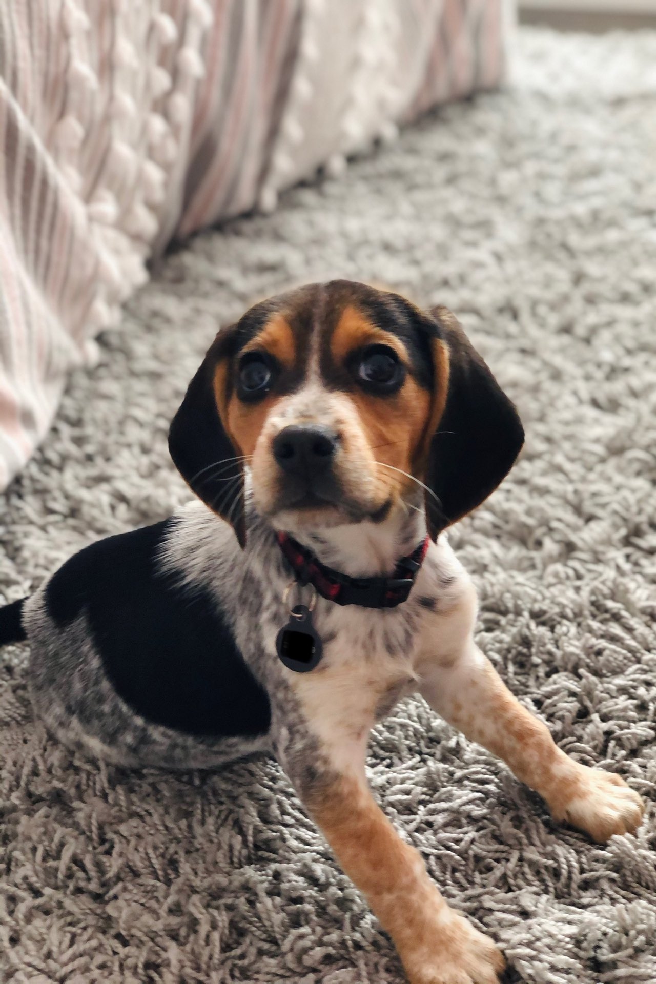 Black and tan store bluetick beagle