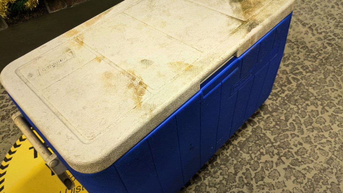 Humans never cease to disgust me. As I was walking through our retail area today, a glimpse of blue outside our front door caught my eye. Upon opening this mysterious cooler, I discovered two boa constrictors that had been abandoned - freezing, malnourished, and dying.