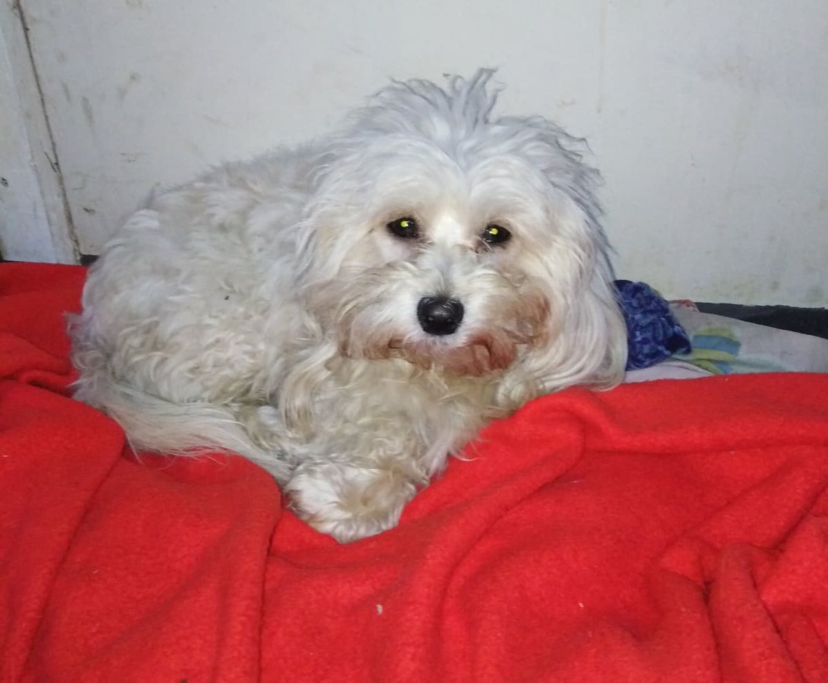 abzy26ghost's tweet photo. Roberto tnes como 30 anios y segis tirando petardos forro mira como esta el caniche porqe mejor no me tiras la goma como lo ase tu señora ijo de puta https://t.co/PNJOZJX3LF