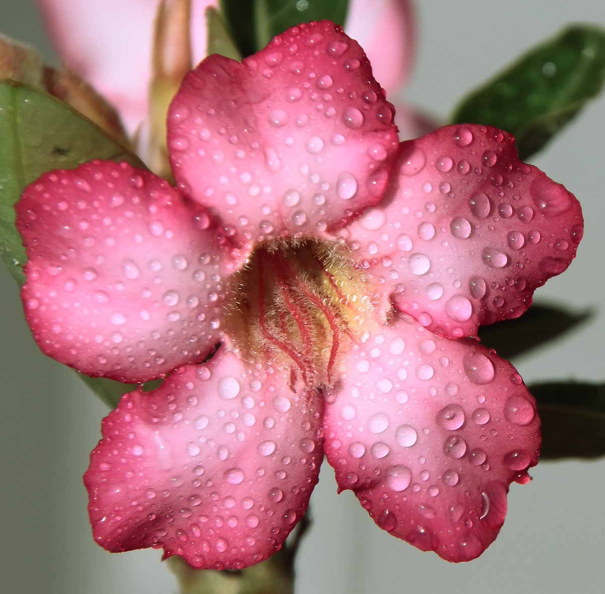 sweetstickyrain's tweet photo. Desert Rose & Sand Rose
https://t.co/9oENZBnXAq
#DesertRose
#SandRose
#FantasticFlowers
#FlowerBreak https://t.co/rojmtLTikH