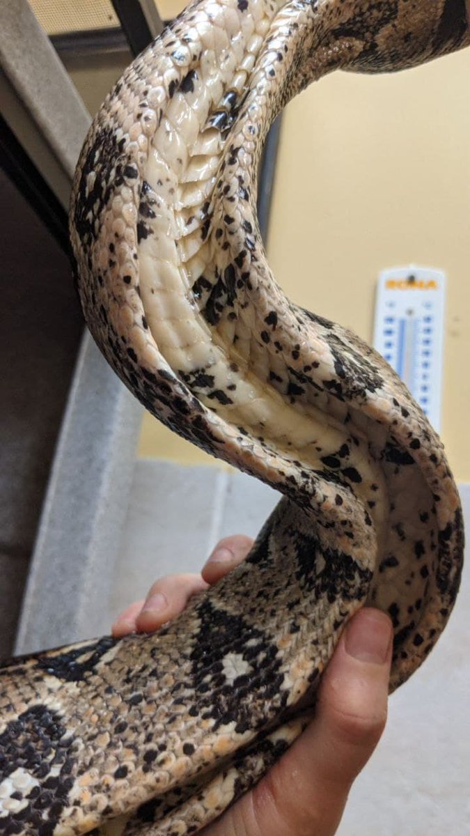 CW Animal NeglectNormally I keep my language very professional at work, especially when working around our coop students. But, I couldn't help but mutter a "what the fuck" as we realized just how skinny one of the boas was. The pictures speak for themselves.