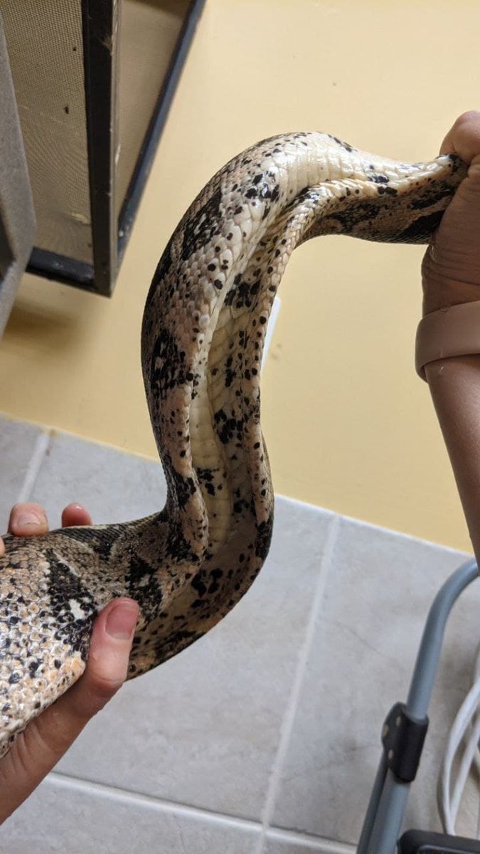 CW Animal NeglectNormally I keep my language very professional at work, especially when working around our coop students. But, I couldn't help but mutter a "what the fuck" as we realized just how skinny one of the boas was. The pictures speak for themselves.