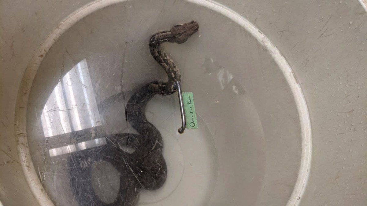 Our first step was giving them a warm bath to not only get their bodies back to a proper temperature but also provide some level of hydration. They felt limp as we lifted them into the water. As the water soaked their bodies, a strong cigarette smell clouded the air.