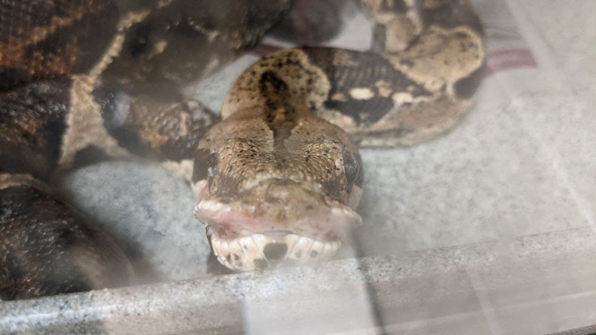 CW Animal CrueltyBoth of the boas have severe injures/deformities on their tails/mouths as well retained shed coating their eyes and parts of their body. The mulch they arrived in was also covered in mold. At least one of them also appears to have a severe respiratory issue.
