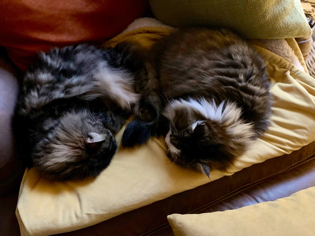duffleslive's tweet photo. A very Merry Christmas to you all. My fav photo of the year... from #duffles and #ruffles - #FINALLYFRIENDS https://t.co/yXGa5N3vGN