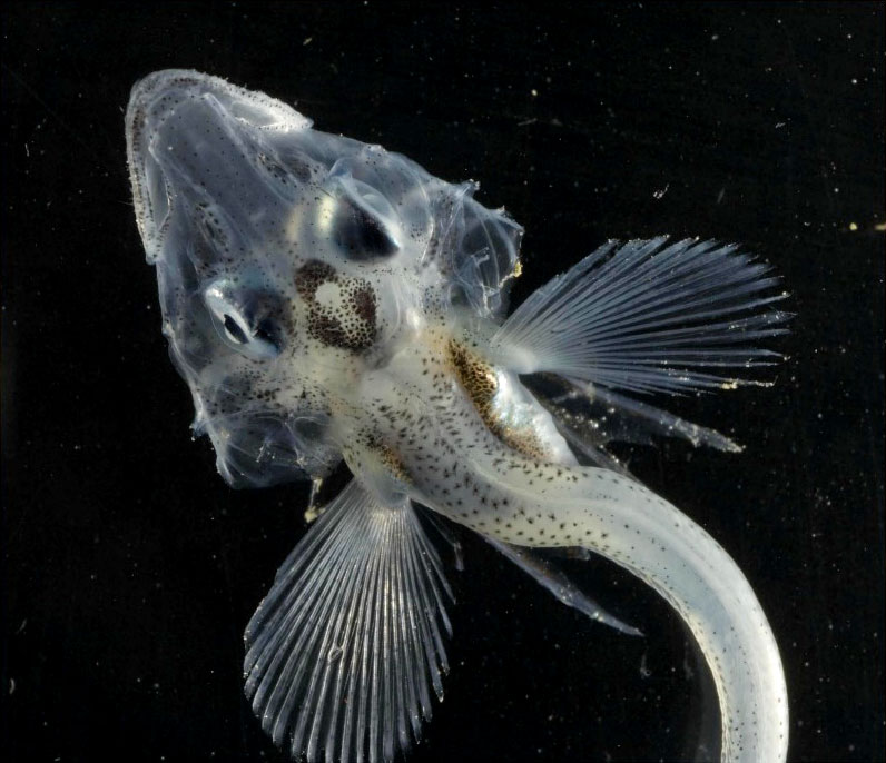 But crystals don't bother Antarctic icefish.....WHHAAATT?YES,This fish carry antifreeze proteins in their blood and body fluids.These cold-adapted creatures carry antifreeze proteins in their blood and body fluids. 3/