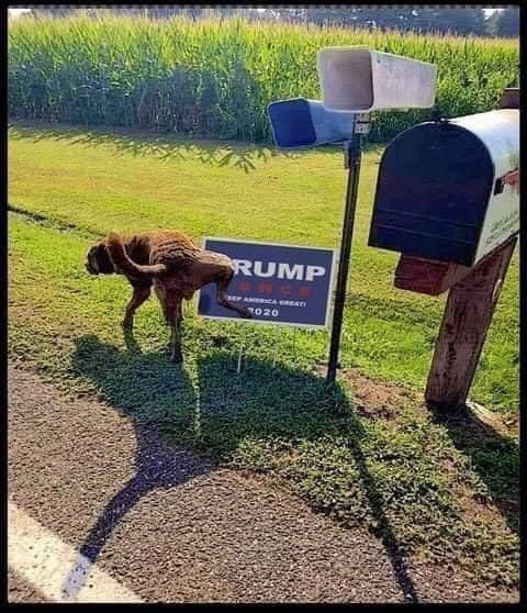 InDonaldTrump's tweet image. @realDonaldTrump: a "winning" resume:

#Treasonous (dealing with #Russia to be elected)
#TaxEvading (paid $750 over TEN YEARS in Fed taxes)
#SexAssault (over 25 women say so)
#Fraudulent (bank &amp;amp; wire fraud)
#VoterIntimidation (hello?)
#Extortion (Ukraine)
#OnTheTake (Mar-a-Lago)