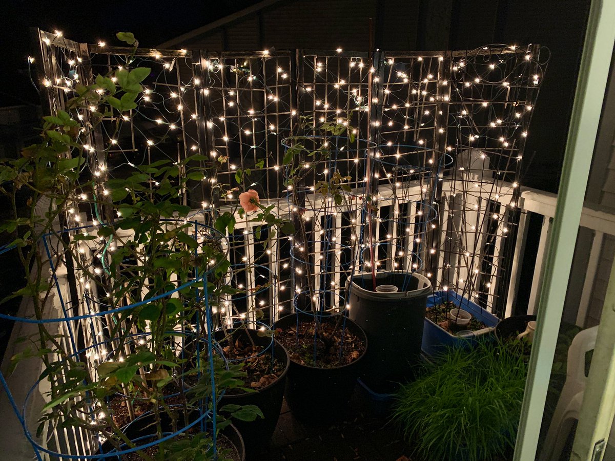 BlakeBrinkley31's tweet photo. We still got one little guy hanging on.💖🌹
#MidnightGardening #MidnightGardening2020 #MariaSternHybridTeaRose #MariaStern #HybridTeaRose https://t.co/lkMilvzamn