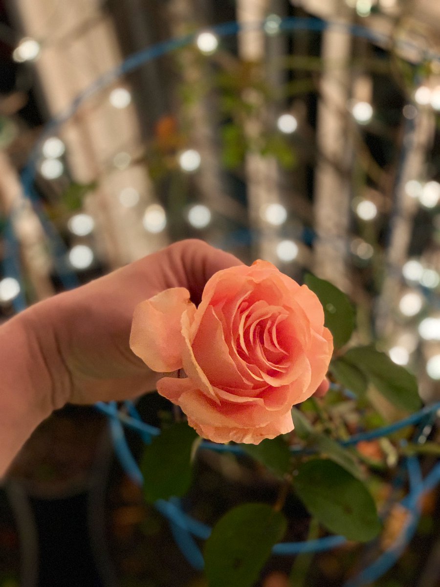 BlakeBrinkley31's tweet photo. We still got one little guy hanging on.💖🌹
#MidnightGardening #MidnightGardening2020 #MariaSternHybridTeaRose #MariaStern #HybridTeaRose https://t.co/lkMilvzamn