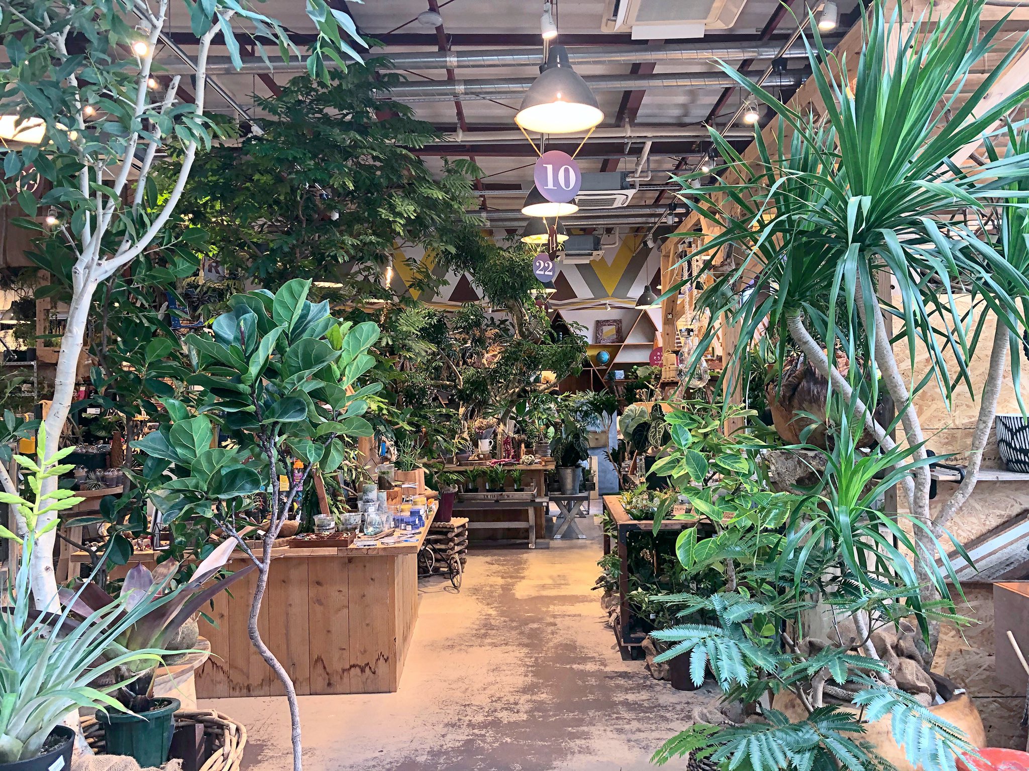 大畠稜司 千葉にあるthe Farm Universal 最近は植物に惹かれて訪ねることが多い 理由はこちら T Co Rootjtxhkp Thefarmuniversal ザファームユニバーサル Keepgreen Green 観葉植物 グリーンインテリア グリーン 緑 みどり 多肉植物