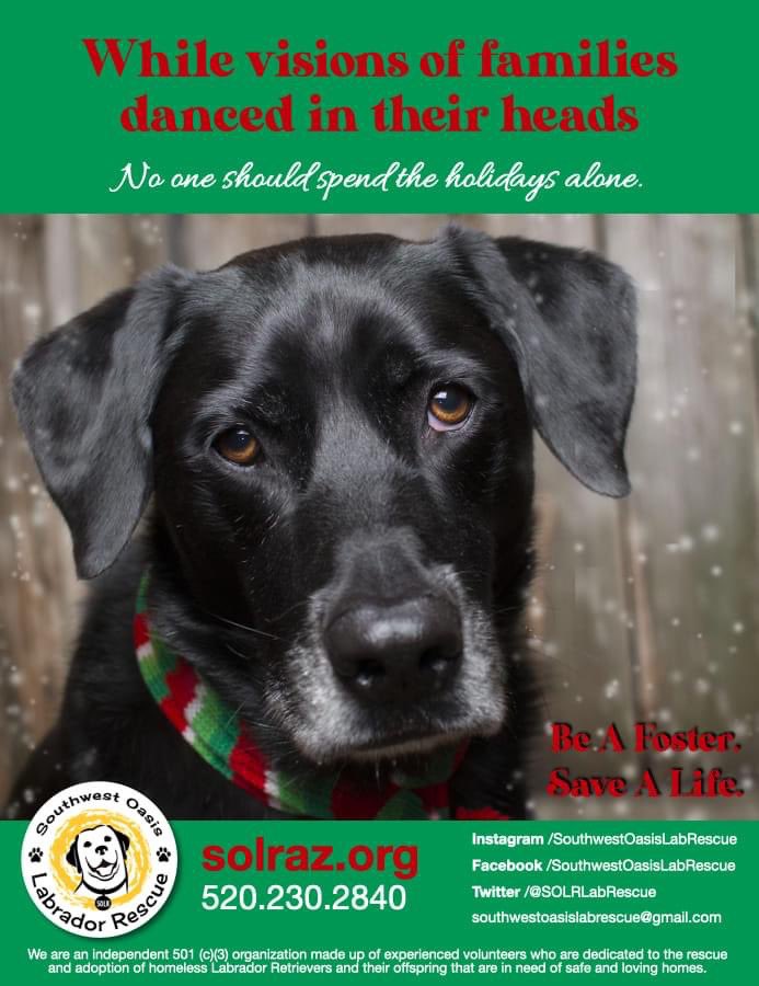 SOLRLabRescue's tweet photo. Please consider becoming a foster with SOLR! Many dogs are abandoned and surrendered every holiday season, so our need for fosters is even greater. To apply, please submit an application at https://t.co/criUYdjAkP #labs #foster #AdoptDontShop #rescue #az https://t.co/aCz0Sb6JEX