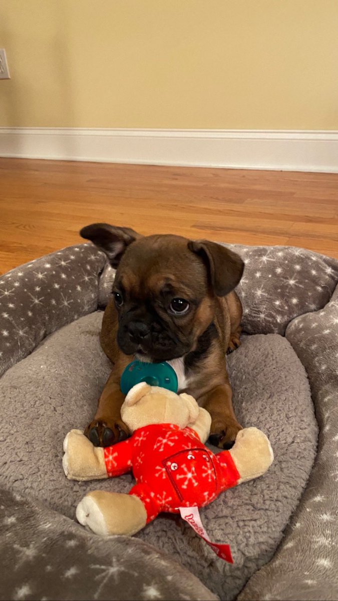 WubbaNub puppy love ❤️