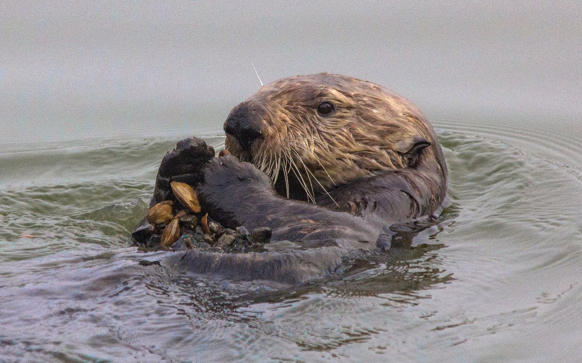 Kyle Van Houtan, Ph.D. tweet media