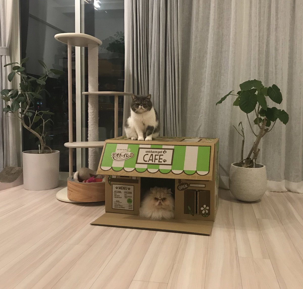 shigeyumomo's tweet photo. momotaro&shishimaru「We are cafe cats! = カフェ猫だよ!」
#cafe #cafecat #unicharm #unicharmpet #cardboardhouse #cat #exoticshorthaircat #persiancat #カフェ #カフェ猫 #ユニチャーム #だんぼーるねこ #段ボールハウス #デオトイレ #猫 #ねこ #エキゾチックショートヘア #ペルシャ猫 https://t.co/J8ljiNfpUE