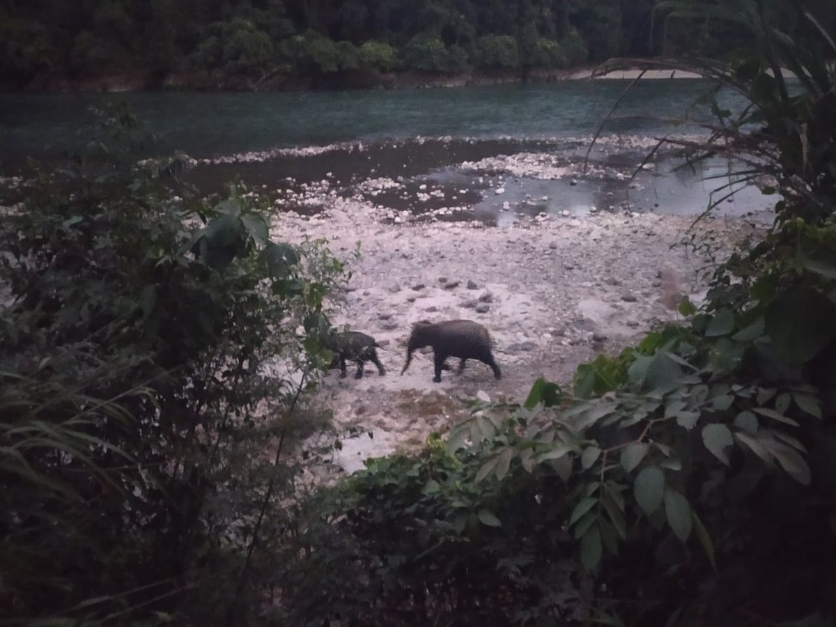 As water level declines in Rivers during winters, it becomes easier for the Elephant to cross these water bodies and enter human habitations in search of Food and Mate.Leading to what we call Human-Elephant conflict.