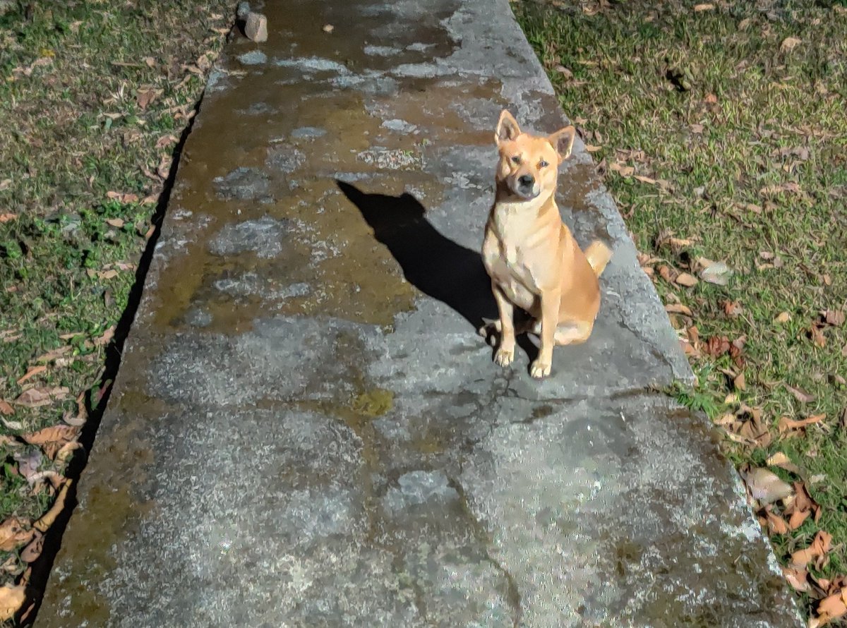 Want to give credits to 'Shaalu'. He lives just close to my residence and walk with us while we conduct the night patrolling drills.He was instrumental in alerting and indicating us the exact location of the wild Elephant last night.We owe him a treat.