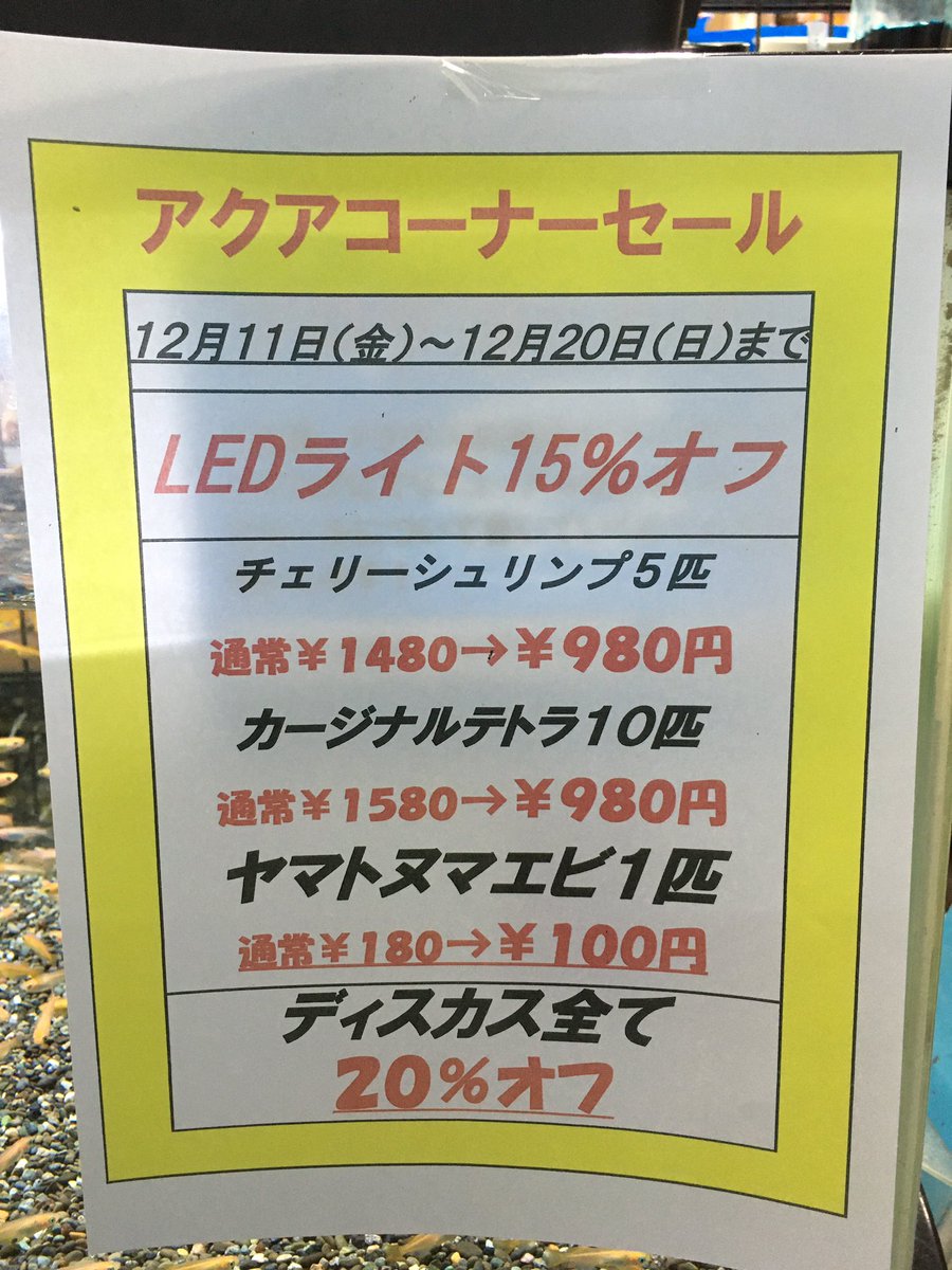 マナウス板橋店 セール中でーす ビバさんもセール中です 暇です お待ちしてます マナウス板橋 ビバホーム板橋前野店 熱帯魚 金魚 メダカ 水草 鳥 小動物 インコ ウサギ ハムスター ビバホーム セール マナウス板橋店 セール中でーす ビバさんもセール中です 暇です お待ちしてます マナウス板橋 ビバホーム板橋前野店 熱帯魚 金魚 メダカ 水草 鳥 小動物 インコ ウサギ ハムスター ビバホーム セール