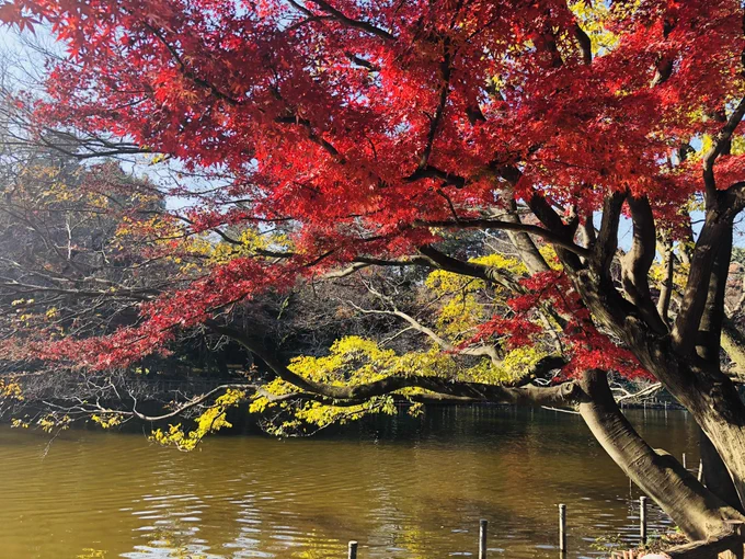 秋ですか 
