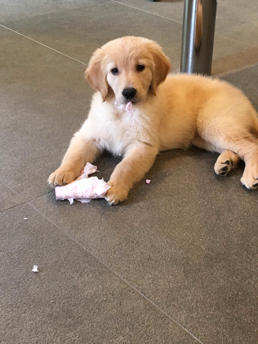 子犬時代だけかと思った？大きくなってもイタズラは健在ですｗｗ