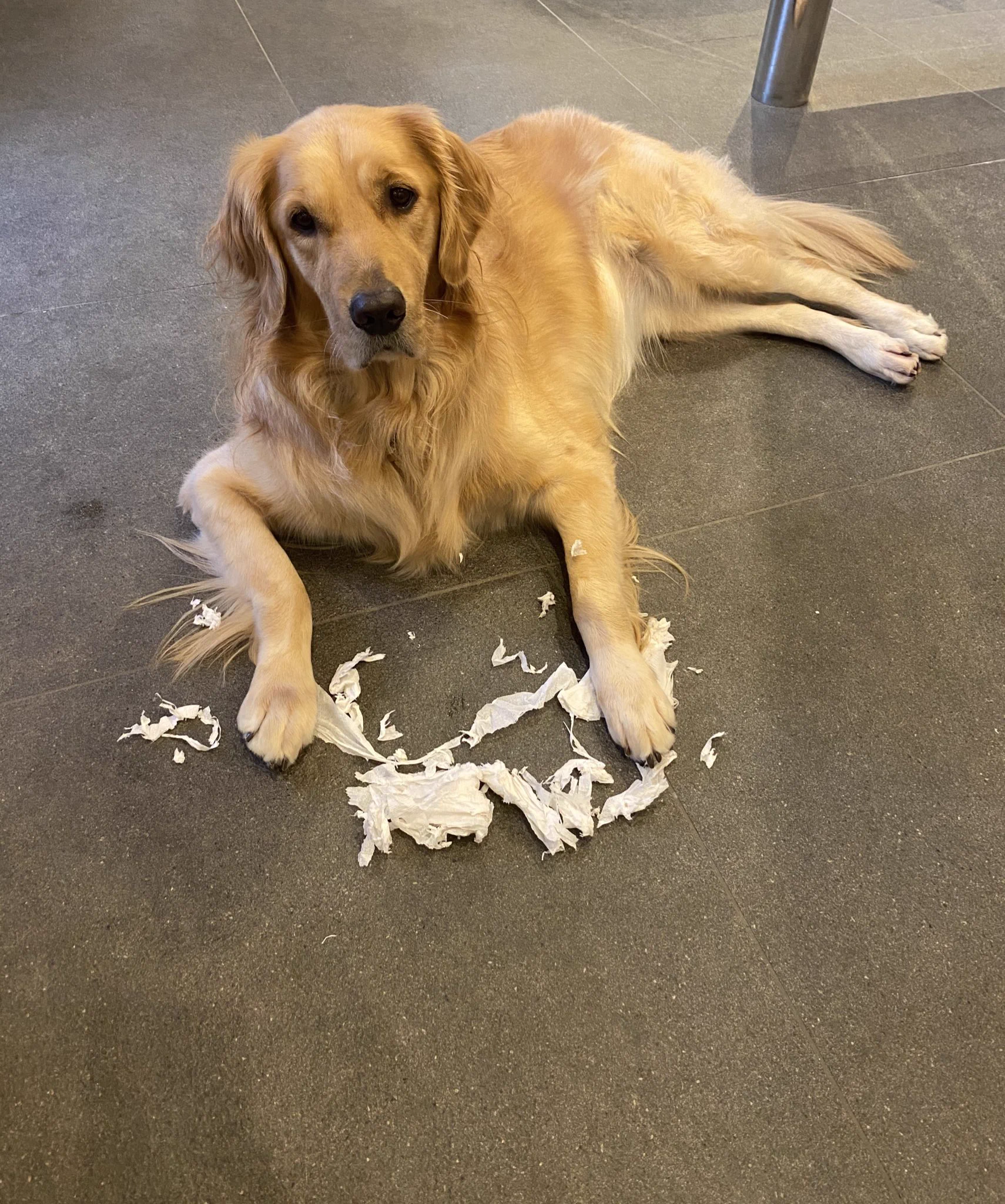 子犬時代だけかと思った？大きくなってもイタズラは健在ですｗｗ