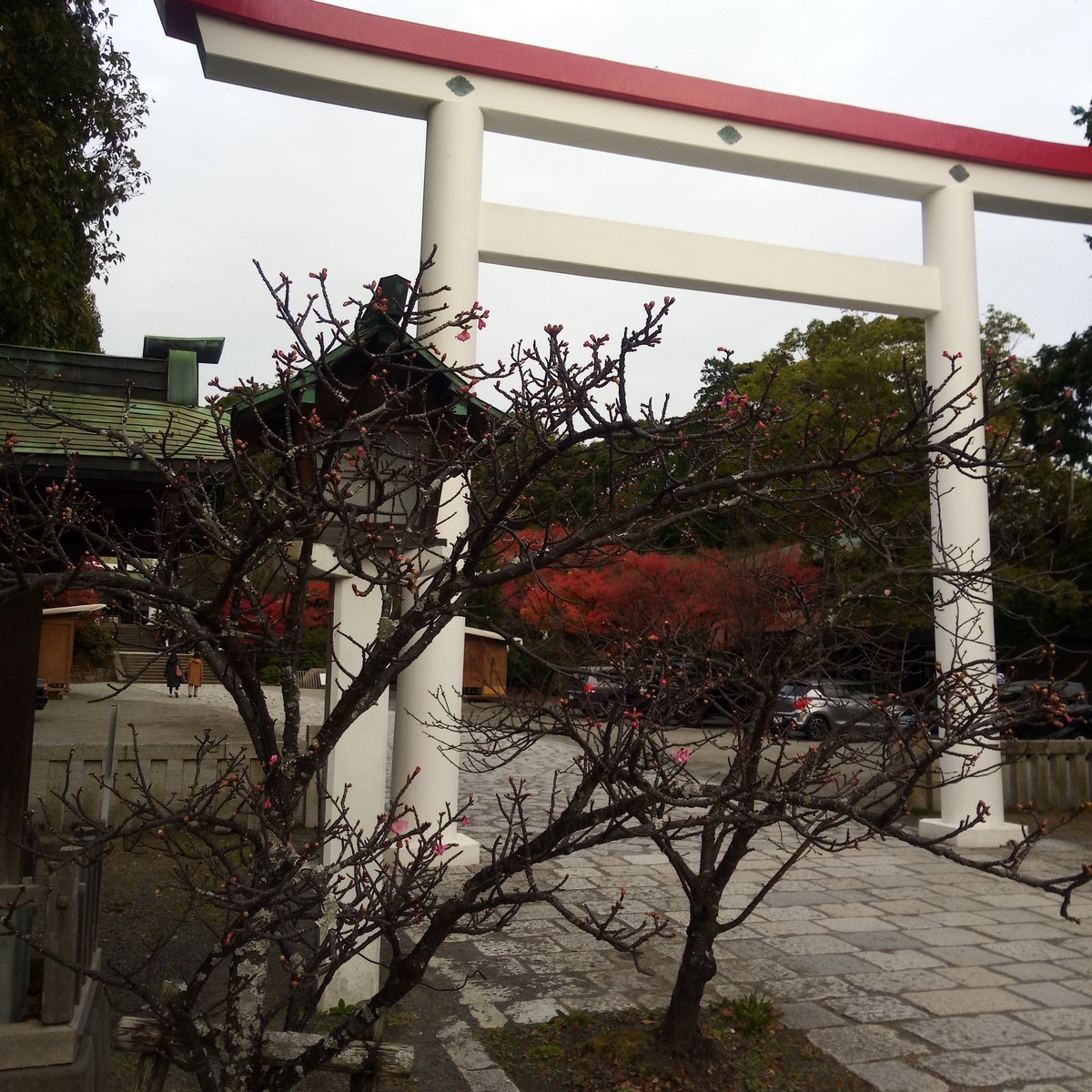 白い鳥居 Twitter Search