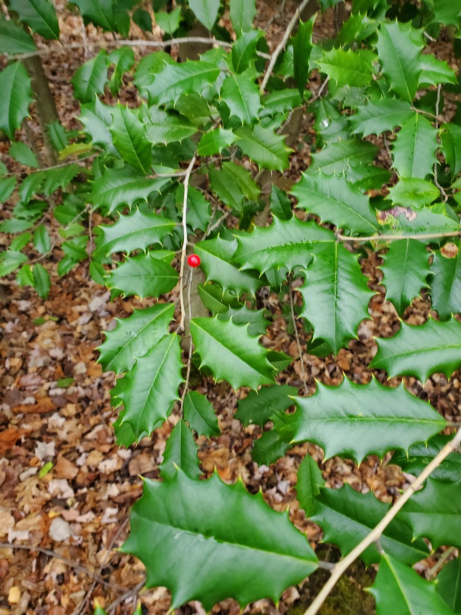 BauerHCSD4's tweet photo. Ecosystem walk  was so much fun with our 4th graders! https://t.co/wJjrCBS0X0