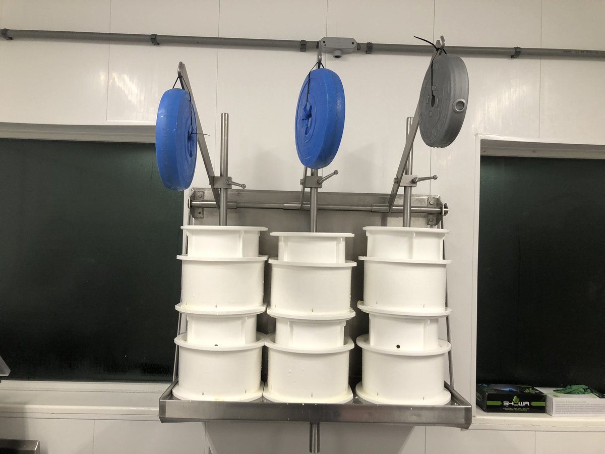 Add weight. I will do one more flip in 3 hours and double the weight. After 12-14 hours total pressing time, the wheels go in brine for 36 hours, then age at 54°F, 85% humidity for a minimum of 4 months.