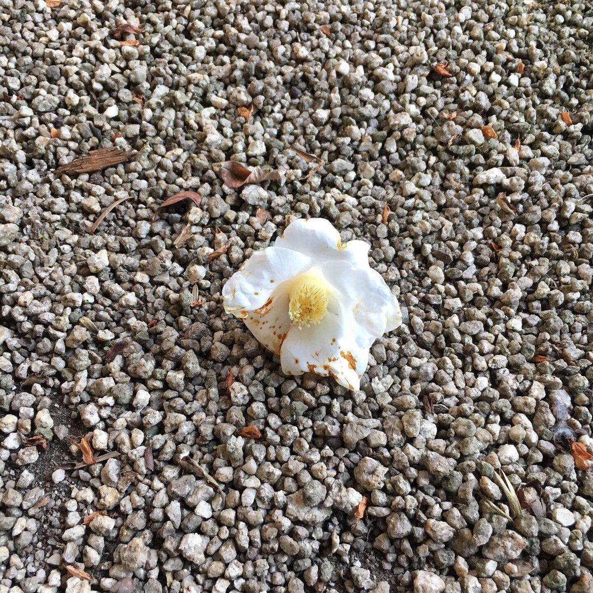 りんご 大好きな白侘助 花が落ちて 咲いていたことを知らせてくれます 庭に落ちた侘助は これから一番寒い季節になりますよ という合図 侘助 椿 花 花好き 庭 庭仕事 ガーデニング