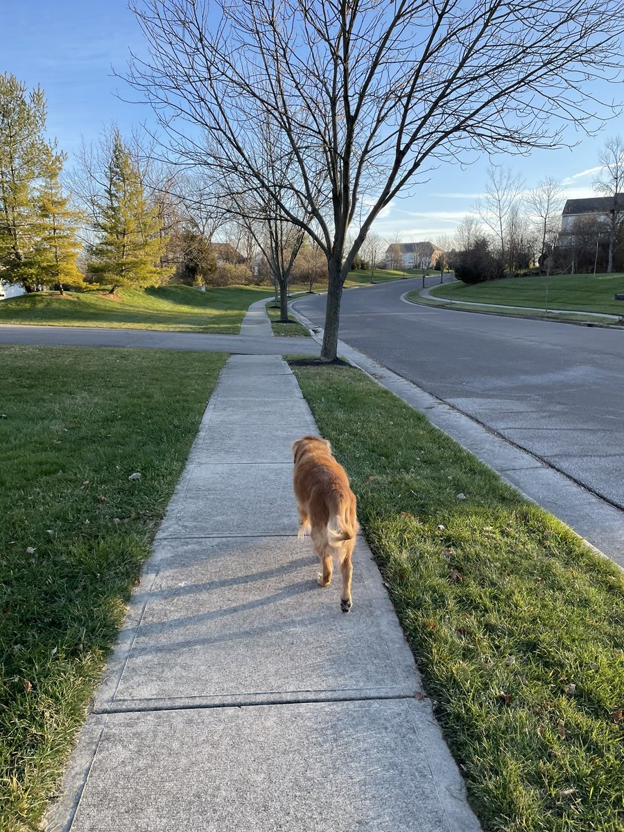 TourdeShadow's tweet image. Lived dangerously today! No other doggies to distract me. So I was able to go leash free for the entire mile walk around the neighborhood! #Shadtastic #goodboy