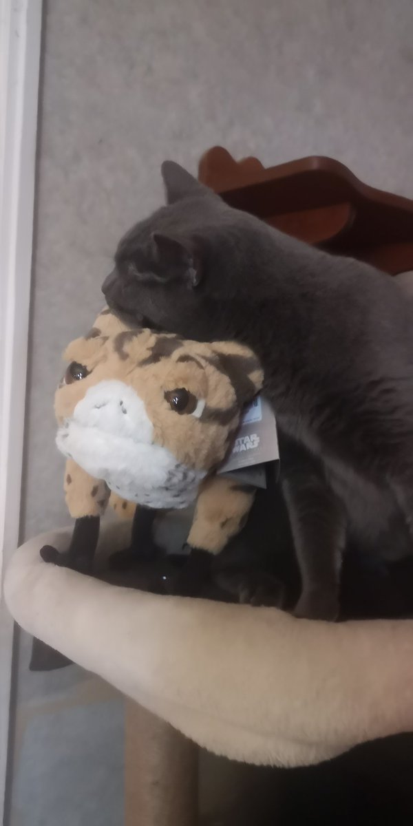 Azulafan199's tweet photo. Thanks Sir Pounce Alot. Apparently he doesn't like Lothcats. Lol Thanks cat that was my Yule gift you are chewing on. https://t.co/EqsG5A9rwN
