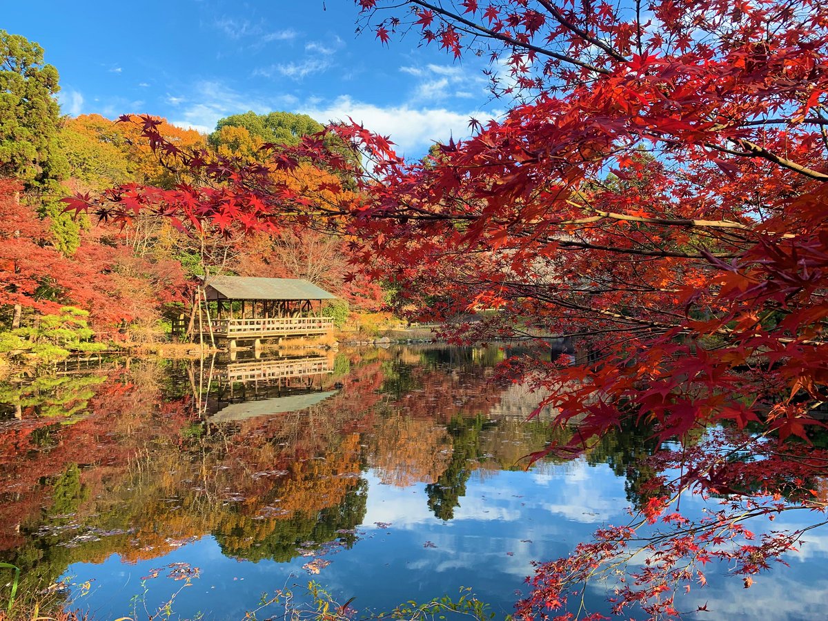 名古屋市東山動植物園 على تويتر 12月12日 土 植物園全体のピークは過ぎていますが まだ紅葉を楽しめます まだ散っていない色づきポイントを探していたら まるで某有名湖のような光景に出会いました いいことありそ もみじ狩りは明日までですです 東山動 名古屋市東山動植物園 على تويتر 12月12日 土 植物園全体のピークは過ぎていますが まだ紅葉を楽しめます まだ散っていない色づきポイントを探していたら まるで某有名湖のような光景に出会いました いいことありそ もみじ狩りは明日までですです 東山動