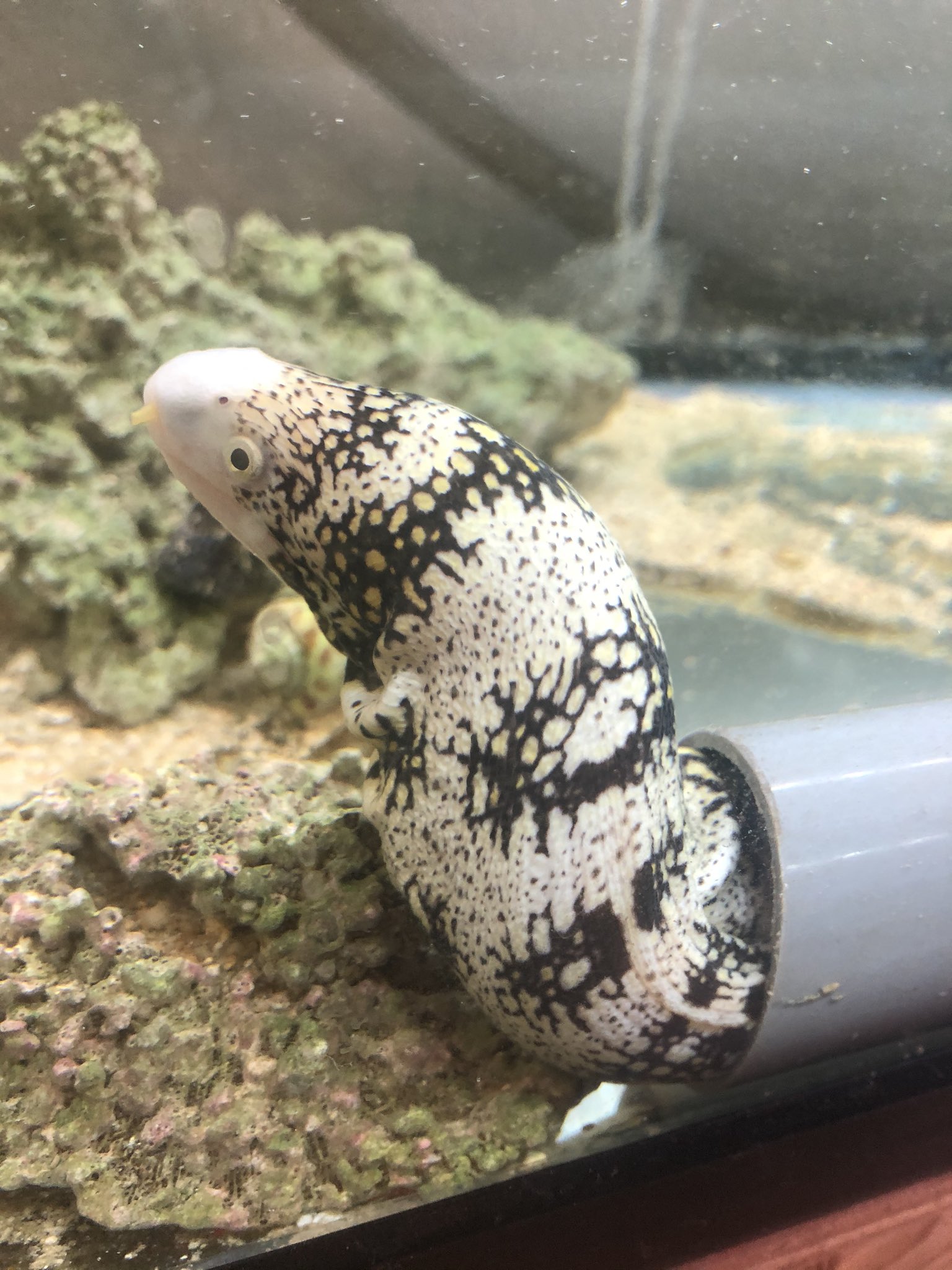 ととうみ 飼い始めてからちょうど2年くらいのクモウツボ 当初の写真と見比べると体長も1 5倍になってムチムチになりました T Co Hi0vvbv5fn Twitter
