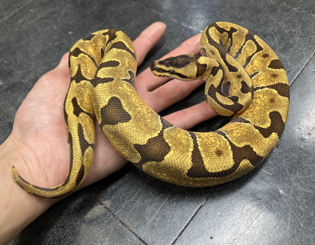 在庫紹介！ボールパイソン 