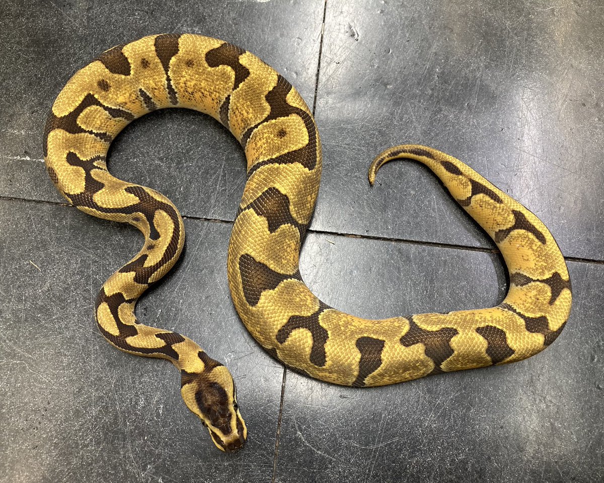 在庫紹介！ボールパイソン 