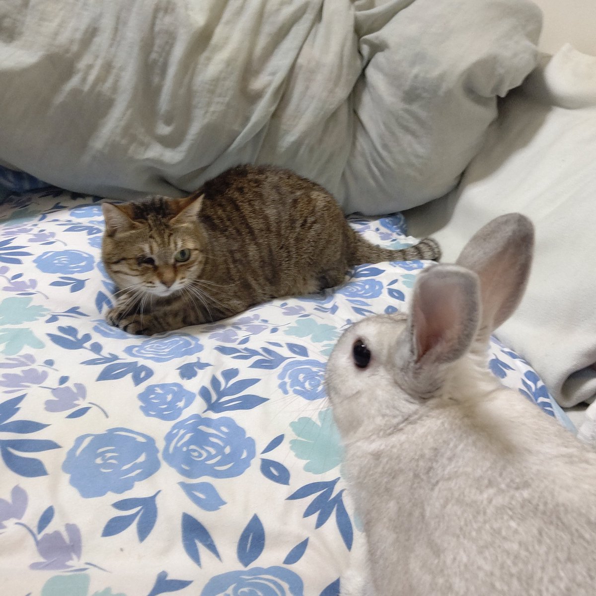 もんちゃん 仲良し家族 ねこと暮らす 猫好きさんと繋がりたい 猫好き キジトラ うさぎ ミニうさぎ