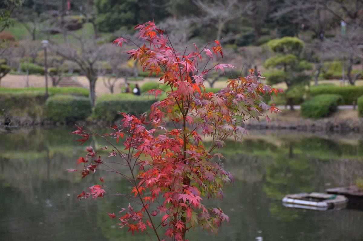 ramunephoto's tweet photo. #209
2020年11月
薬師池公園⑧ https://t.co/5xt1kXPKP6