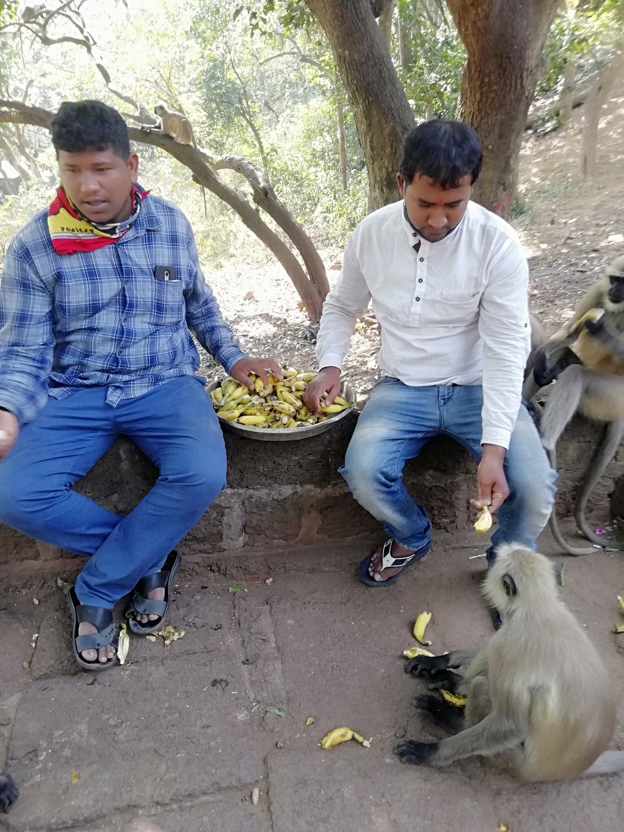 ArtofAid2's tweet photo. When all temples are closed and the monkeys and Langurs are not getting food to eat which they use to get from the visitors, our @art_of_aid team members have helped them with some Bananas and Bread.
Khandagiri Bhubaneswar, Odisha . https://t.co/pvYIp9FCfo